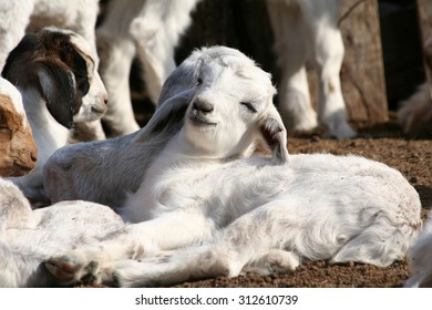 Baby goat sleeping
