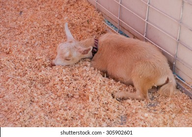 Baby Goat Sleeping In County Fair Petting Zoo.