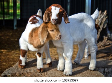 Baby Goats