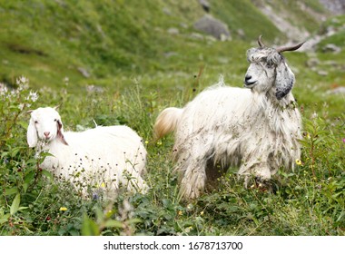 Baby Goats. Buran Ghati Trek.