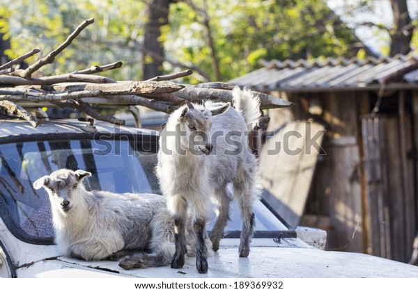Baby goats on an\
old, abandoned, rusty car