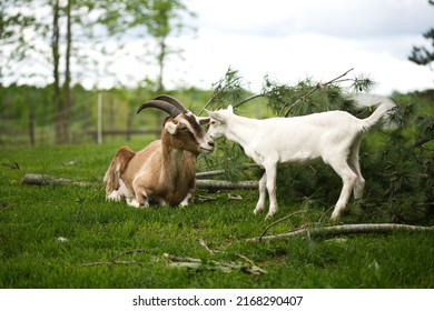 Baby Goats Playing In The Barnyard On A Small Farm In Ontario, Canada.