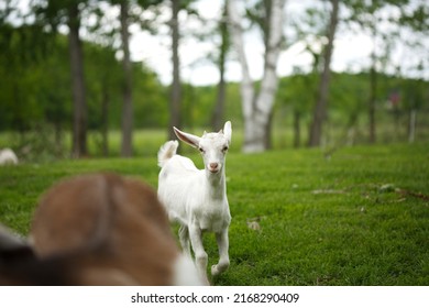 Baby Goats Playing In The Barnyard On A Small Farm In Ontario, Canada.