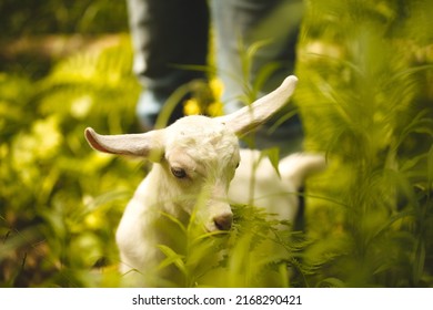 Baby Goats Playing In The Barnyard On A Small Farm In Ontario, Canada.