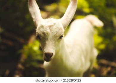 Baby Goats Playing In The Barnyard On A Small Farm In Ontario, Canada.