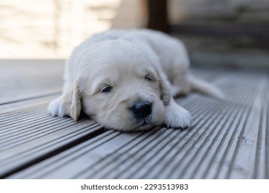 baby golden retriever puppy sleeping on wooden deck - Powered by Shutterstock