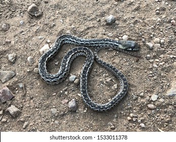 Gopher Snake Images Stock Photos Vectors Shutterstock