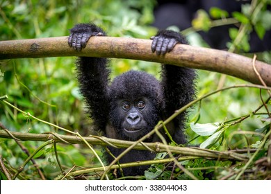 A baby gorila inside the Virunga National Park, the oldest national park in Africa. DRC, Central Africa.