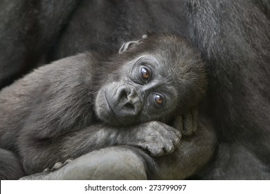 Baby Gorilla