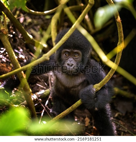 Baby gorilla, gorilla beringei beringei, in the undegrowth or Bwindi Impenetrable Forset, Uganda. This is a memebr of the  Muyambi family group. Endangered species.