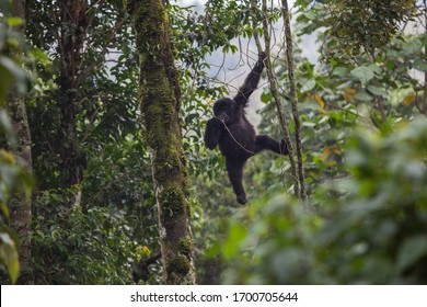 Baby Gorilla Climbing Tree In Congo Rainforest 