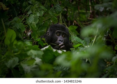 Baby gorilla eating some plants - Shutterstock ID 1434815246