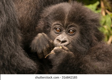 Gorilla Baby Images Stock Photos Vectors Shutterstock