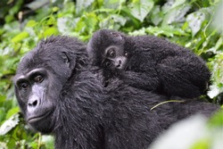 Gorila Pui De Zăcere Pe Spatele Mamei în Pădurea Impenetrabilă Bwindi