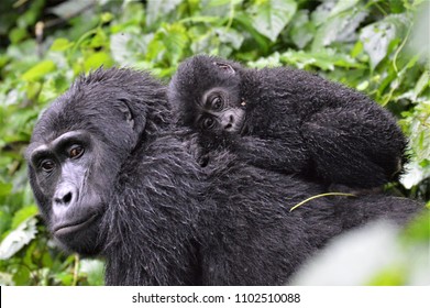 Baby gorilla laying on mum's back in Bwindi Impenetrable Forest