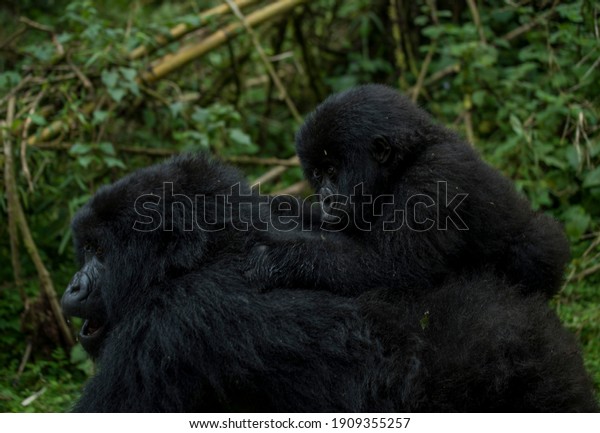 \
Baby\
gorilla laying on mum\'s back in Virunga\
mountains