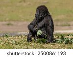 Baby gorilla looks cute sitting and eating some leaves 