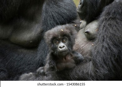 Baby Gorilla With Parents In Rwanda