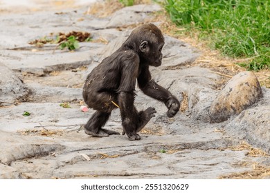 A baby gorilla is walking on a rocky path. The baby is small and has a black coat - Powered by Shutterstock