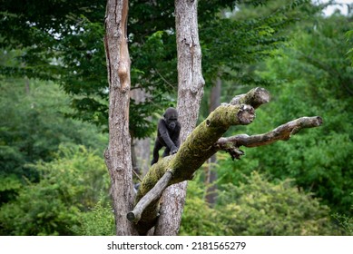 Baby Gorilla Walking On A Tree Trunk