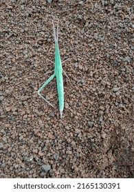 A Baby Grasshopper And Moist Soil