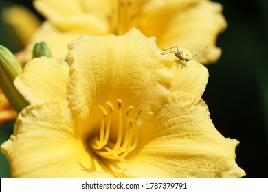 Baby grasshopper on a bright yellow flower