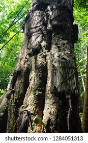 Baby Grave Toraja Sulawesi Indonesia