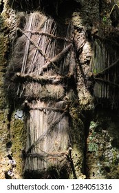 Baby Grave Toraja Sulawesi Indonesia