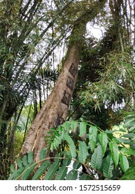 Baby Grave Tree. A Traditional Burial Site For The Typical Toraja Tribe. Tana Toraja, South Sulawesi, Indonesia