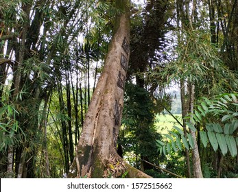 Baby Grave Tree. A Traditional Burial Site For The Typical Toraja Tribe. Tana Toraja, South Sulawesi, Indonesia