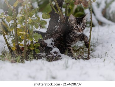 Baby Gray Kitten In The Snow Standing Under Rose Bush