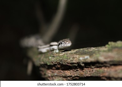 Baby Gray Rat Snake Climbing In The Dark