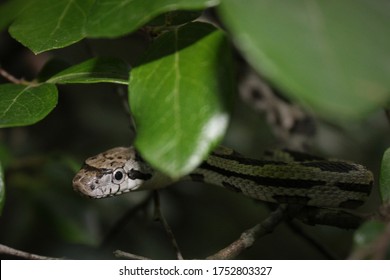 Baby Gray Rat Snake In The Leaves