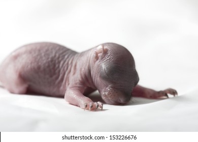 Baby Gray Squirrel