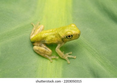 Baby Gray Tree Frog Dryophytes Versicolor Stock Photo 2203050315