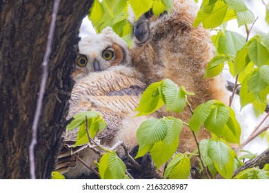 A Baby Great Horned Owl Perched On A Tree In Fort Collins, Colorado.