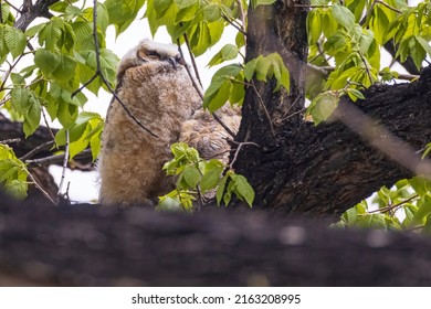 A Baby Great Horned Owl Perched On A Tree In Fort Collins, Colorado.