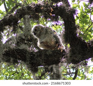 A Baby Great Horned Owl In A Tree