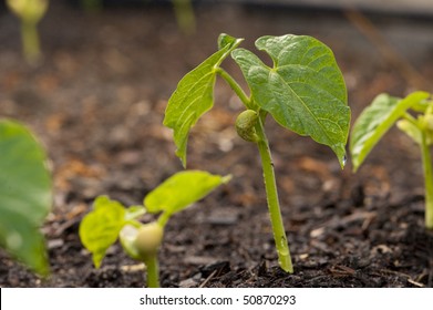 MakroNahaufnahme von Baby-Green-Bohnen-Pflanzen