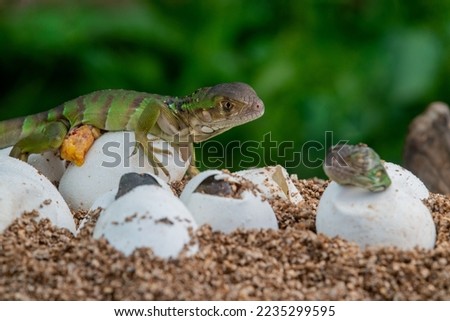 Baby green iguana hatching from egg on pile of sand with bokeh background