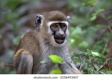 Baby green monkey sitting and looking - Powered by Shutterstock