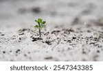 Baby green plant breaking through sandy ground close up