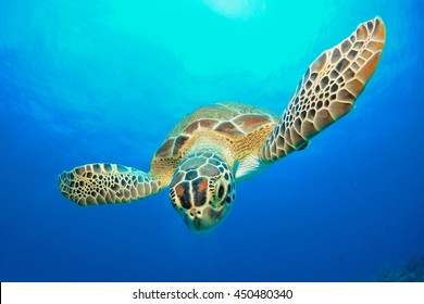 Baby Green Sea Turtle.