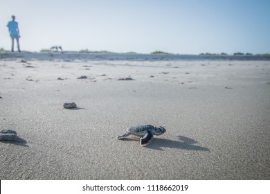 Baby Green sea turtle making it's way to the Ocean. Swahili Coast, Tanzania.