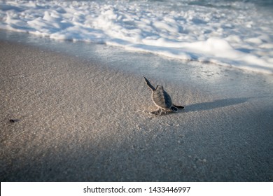 Baby Green Sea Turtle On The Beach On The Swahili Coast, Tanzania.