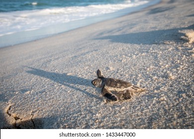 Baby Green Sea Turtle On The Beach On The Swahili Coast, Tanzania.