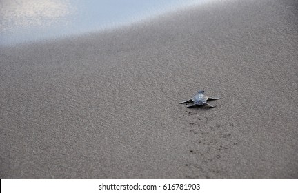 Baby Green Turtle Running Towards The Sea After Hatching.