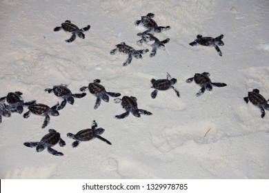 Baby Green Turtles Hatching On Beach In The Great Barrier Reef Queensland Australia