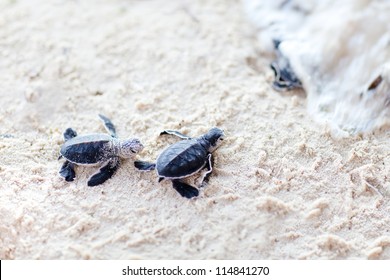 Baby green turtles moving towards the ocean