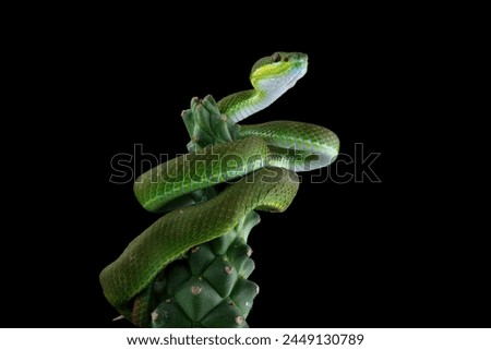 Image, Stock Photo Hair and spines